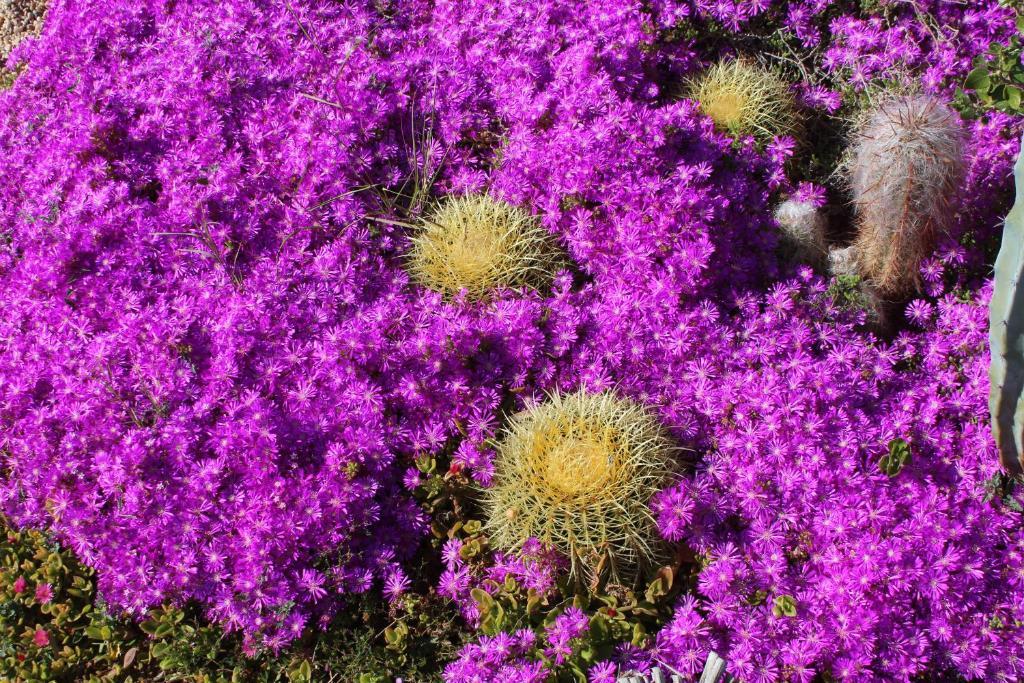 El Jardin De Suenos * Rodalquilar